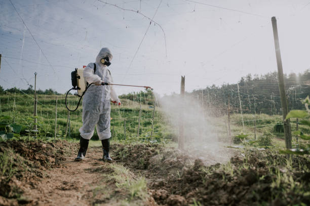 Best Pest Removal Services  in Willows, CA