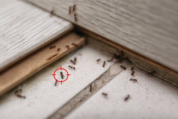 Best Pest Control Near Me  in Willows, CA