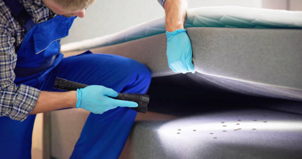 Best Wasp Removal Services  in Willows, CA