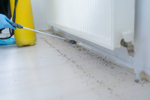 Trusted Willows, CA Pest Control Experts