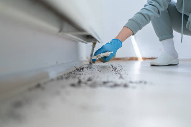 Best Affordable Pest Control Services  in Willows, CA