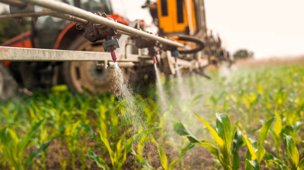 Best Ant Control Services  in Willows, CA